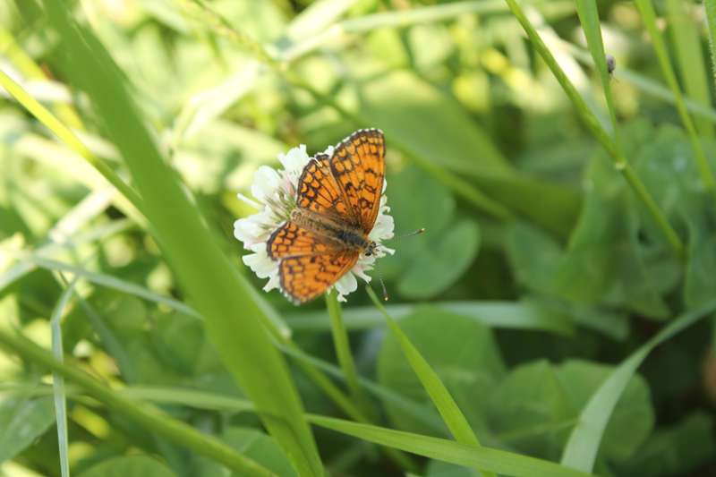 Aiuto identificazione - Melitaea nevadensis, Nymphalidae